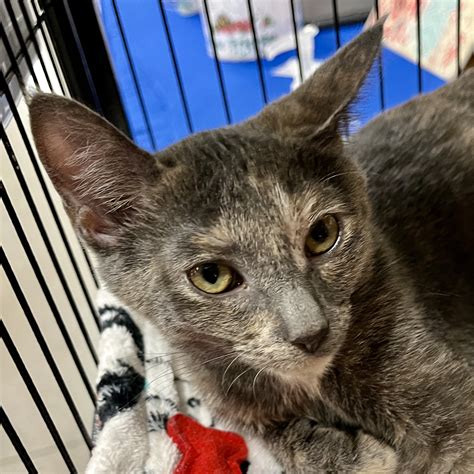 Monica Leigh – Feral Feline Friends of East Tennessee