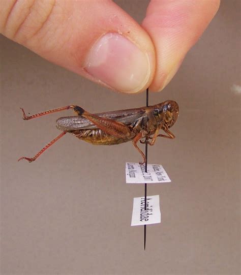 insect collection ideas insect collection insects insect art