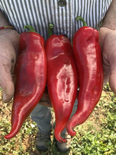 Chervena Chushka Pepper - High Desert Seed + Gardens