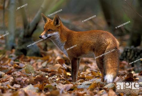 Red Fox, red foxes (Vulpes vulpes), Fox, Foxes, Canines, Predators ...