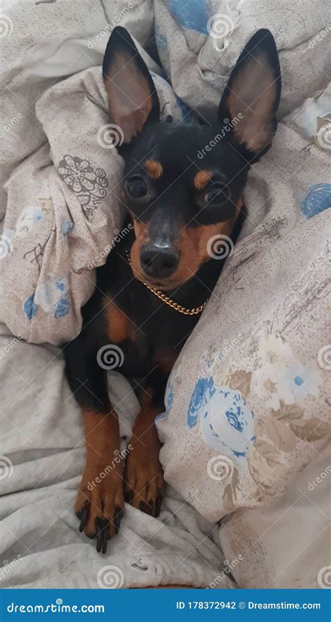 Spit dog bella stock photo. Image of belisimo, mammal - 178372942