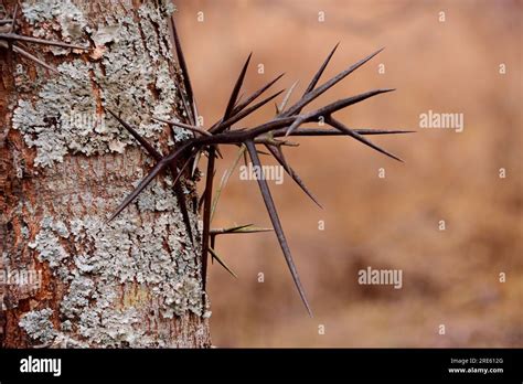 Large branched thorns on the Honey Locust tree (Gleditsia triacanthos ...