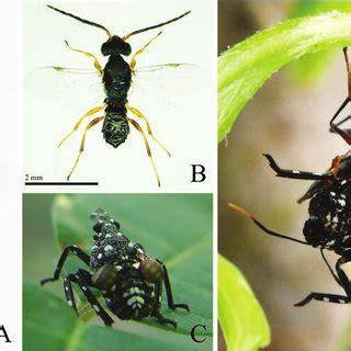 The morphology of D. sinicus adults: (A) female Dryinus sinicus, (B ...