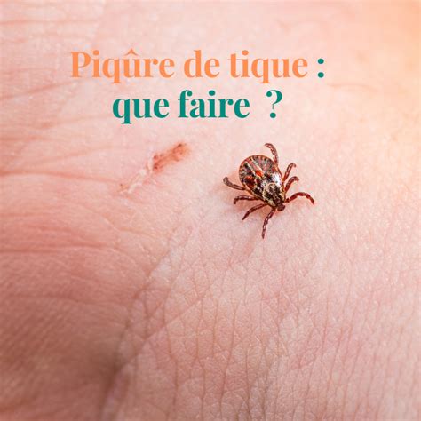 piqure de tique quels sont les gestes  adopter