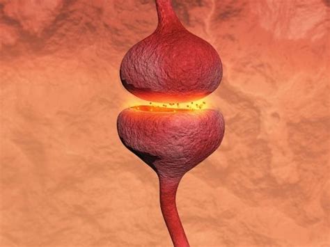 Neurotransmitters and brain health – Artofit