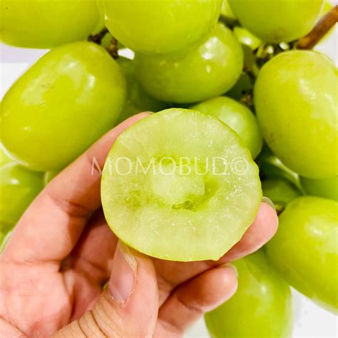 Jumbo Autumn Crisp® Green Seedless Grapes — MomoBud