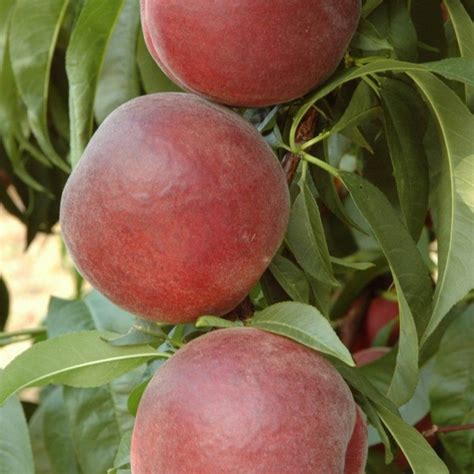 Купить саженцы Персик Рояль Свит в питомнике. Описание сорта ...