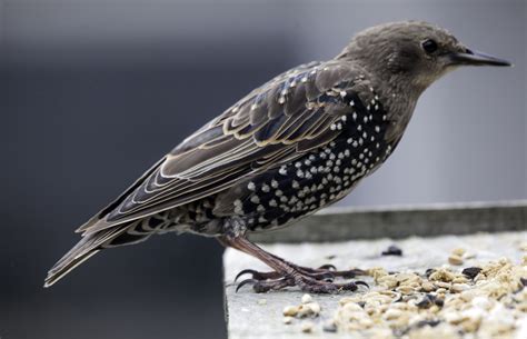 Starling Bird