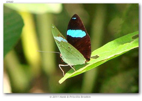 Nessaea a. aglaura (live adults)