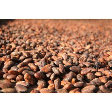 Buy Wholesale Germany Dried Fermented Cocoa Beans & Dried Fermented Cocoa Beans at USD 2000 ...