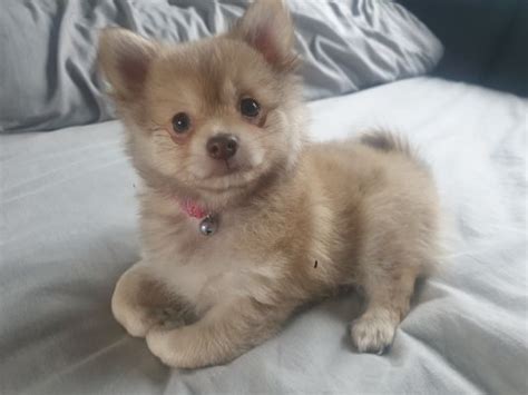 Pomchi Dogs and Puppies For Sale in the UK