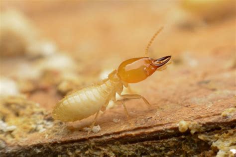 Termites in French Houses | selling Property in France | French ...