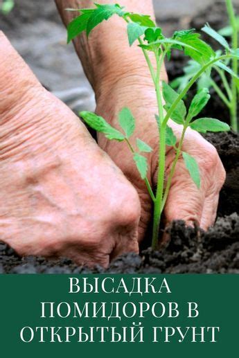 Когда высаживать помидоры в открытый грунт. При какой температуре можно ...