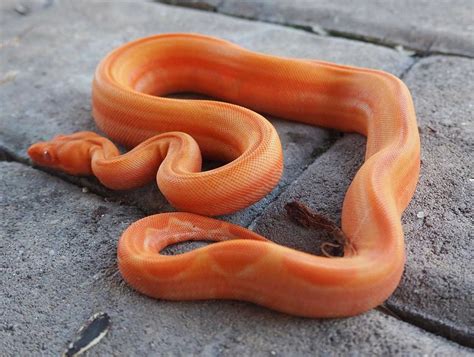 Red Dragon Boa: Care Guide, Morphs, and Breeding Tips - Vital Frog