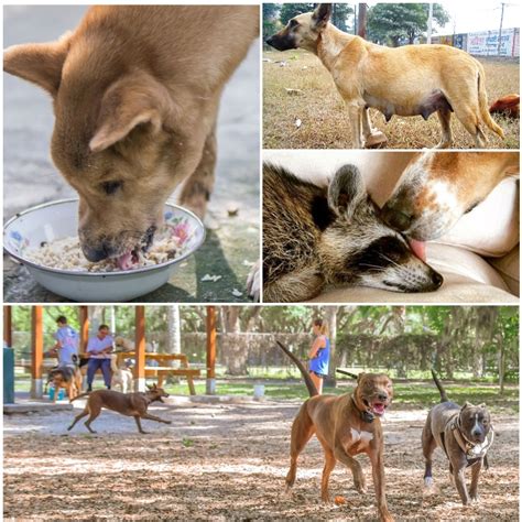 El Moquillo en Perros: Síntomas, Contagio, Tratamiento y Cuidados