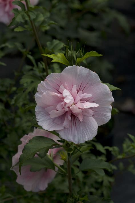 Pictures of Sharon Pink