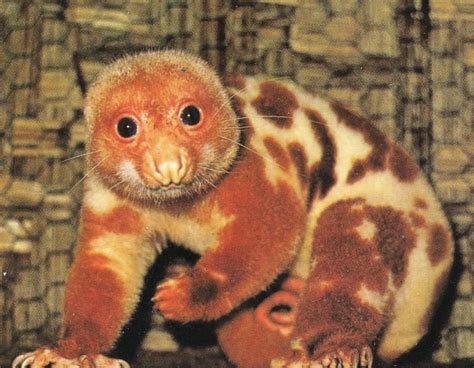 ¿Que es Cuscús? | Mascotas inusuales, Animales bonitos, Animales únicos