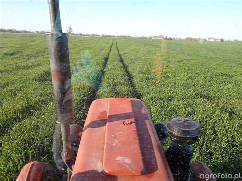 Meloman - zdjęcie, fotka, foto numer: 752209 - Galeria rolnicza agrofoto