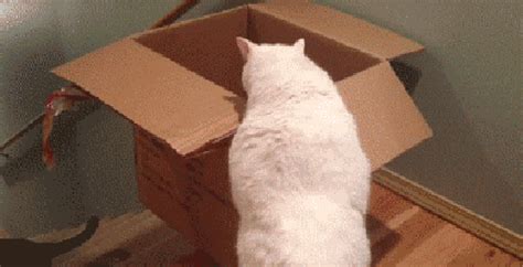 Гифки со смешными котиками. Более 110 GIF анимаций