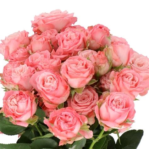Rose Spray Madam Bombastic 60cm | Wholesale Dutch Flowers & Florist ...