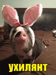 Piggies GIFs | Tenor