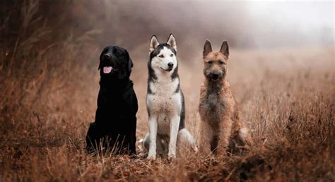how to train your dog to behave
