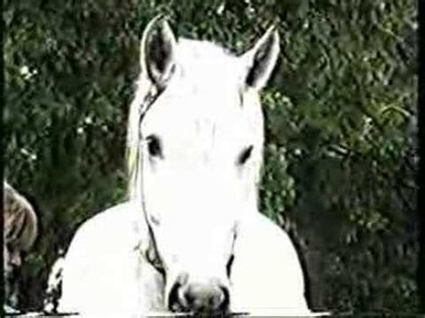 ПЕРШЕРОН (фр. percheron). - YouTube