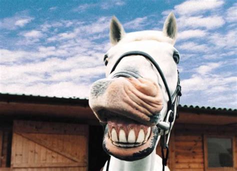 funny horses wallpapers entertainment