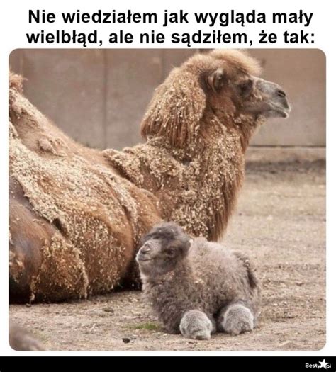 BESTY.pl - Mały wielbłąd