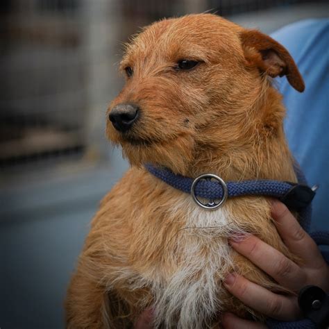 gyufa aska alapitvany