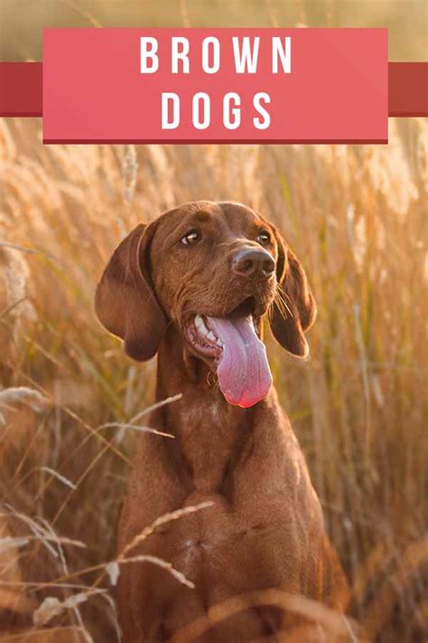 big brown dog breeds  brown dog breeds  pictures auxr