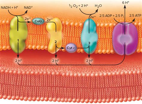 chemiosmosis in the mitochondria Diagram | Quizlet