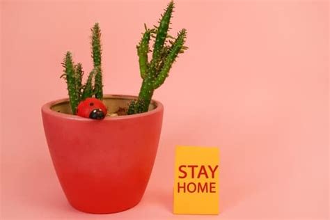 decorate adorable home home guide blog