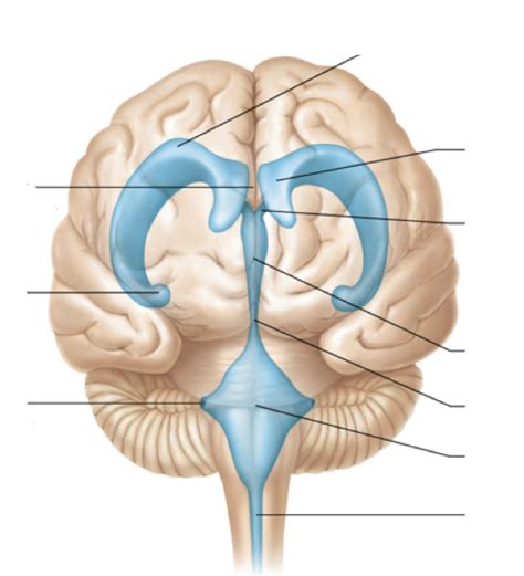 anterior diagram quizlet