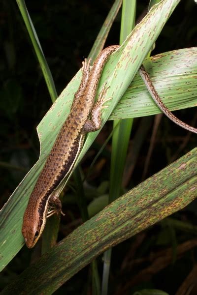 wild herps trachylepis sp