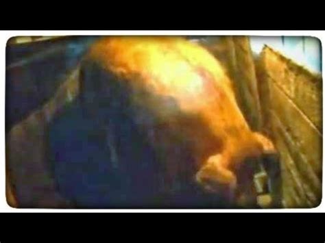 Гигантская свинья - Big Pig - YouTube
