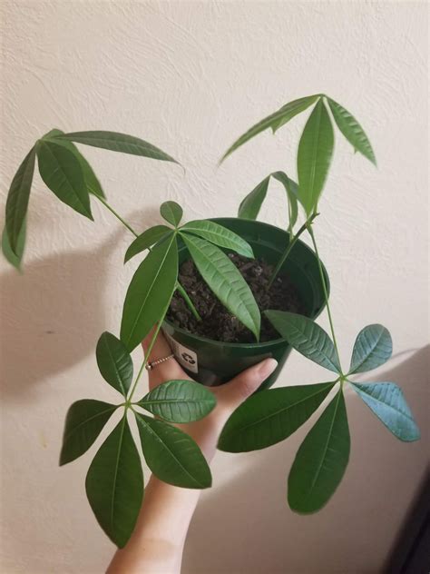 how to propagate money tree 3