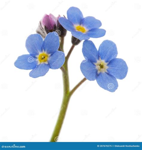 Flor Azul De Forgetmenot Lat. Estreitamento De Miosotis Arvensis