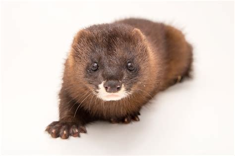 What S A Mink Animal at Patricia Madden blog