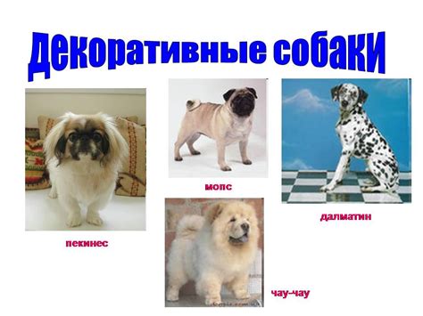 Какие бывают собаки - Презентации по биологии