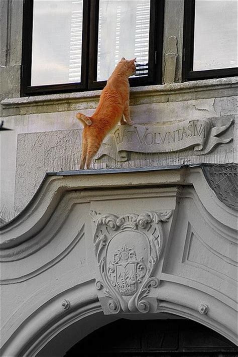 the original peeping tom - Dump A Day