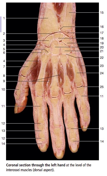 coronal section dorsal view diagram quizlet