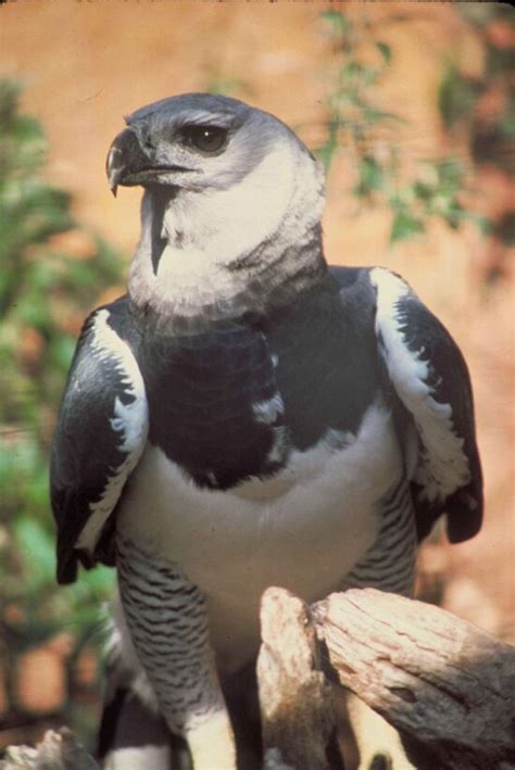 Image libre: or, aigle, combat, aquila chrysaetos