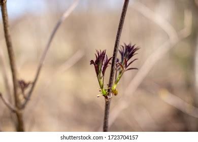 18 Цветы Иллюстрация Images, Stock Photos & Vectors | Shutterstock