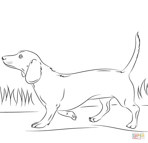 Dachshund dog | Dog coloring page, Dog coloring book, Puppy coloring pages