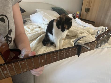 do cats love music