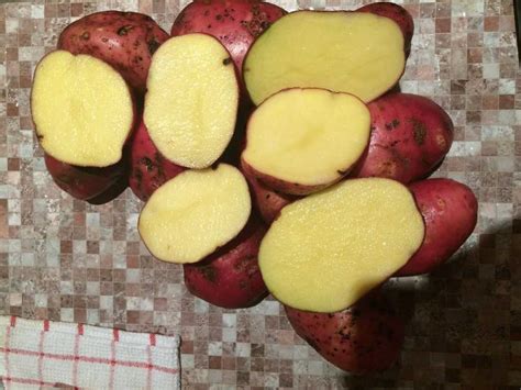 Картофель 15 самых вкусных и урожайных сортов с желтой мякотью