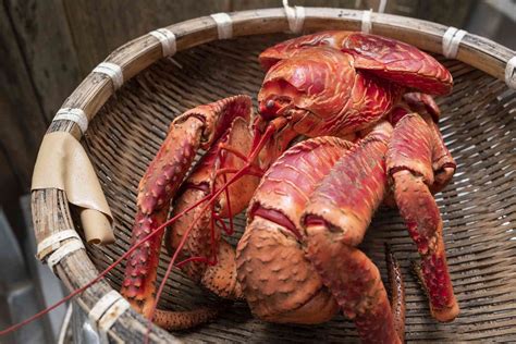 17 Captivating Coconut Crab Facts