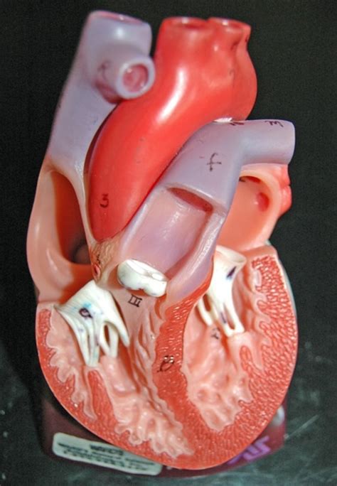 Interior Heart Diagram | Quizlet