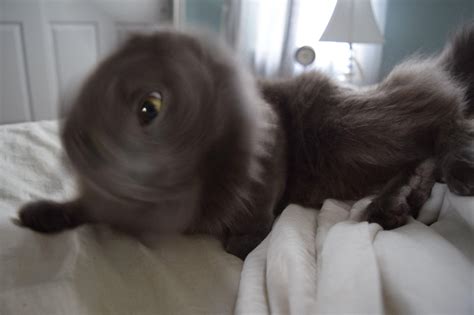 Blurry picture of a cat : r/blurrypicturesofcats